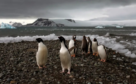 فضلات البطريق.. سلاح طبيعي لتحسين المناخ في القارة القطبية!