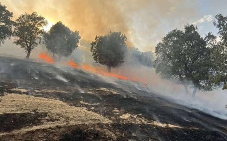 العراق: حريق يلتهم 800 دونم من الغابات في السليمانية