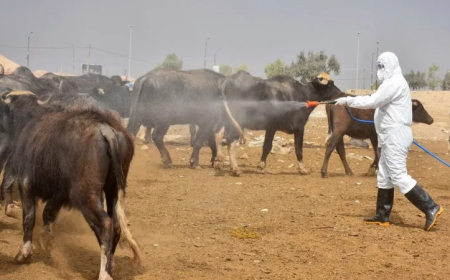 الحمى النزفية تحصد الأرواح في العراق.. 42 وفاة منذ مطلع العام وسط تساؤلات عن خطورة تفشي المرض
