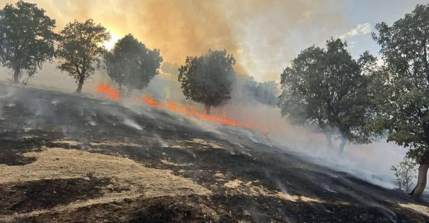 العراق: حريق يلتهم 800 دونم من الغابات في السليمانية
