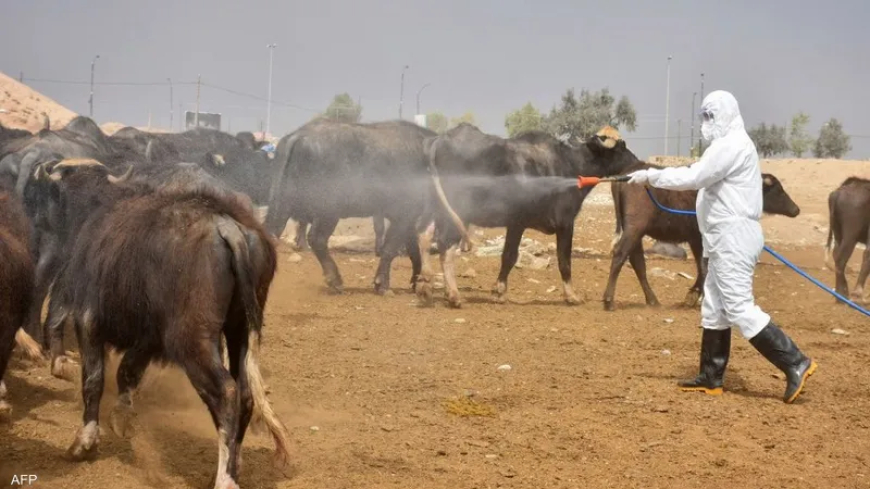 الحمى النزفية تحصد الأرواح في العراق.. 42 وفاة منذ مطلع العام وسط تساؤلات عن خطورة تفشي المرض