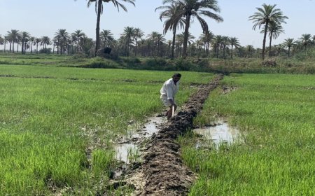 الحكومة العراقية تصوّت على صرف تعويضات فلاحي الشلب في ثلاث محافظات
