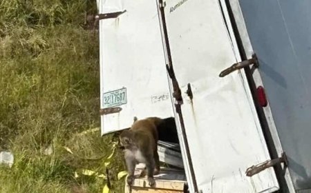 هروب قرود مصابة بأمراض خطيرة بعد حادث شاحنة في ميسيسيبي