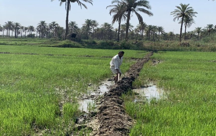الحكومة العراقية تصوّت على صرف تعويضات فلاحي الشلب في ثلاث محافظات