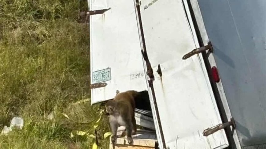 هروب قرود مصابة بأمراض خطيرة بعد حادث شاحنة في ميسيسيبي