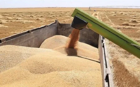 استعدادات حكومية لإستقبال موسم الحنطة وإنتاج قياسي مرتقب