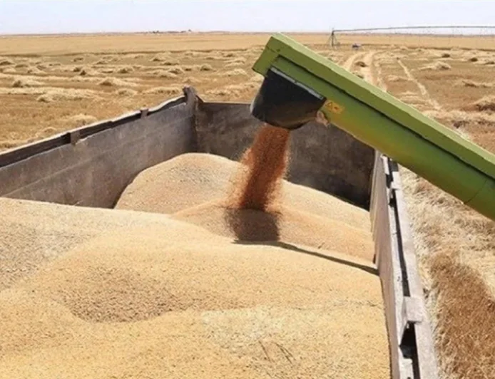 استعدادات حكومية لإستقبال موسم الحنطة وإنتاج قياسي مرتقب